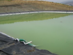 Reservoir Algae
