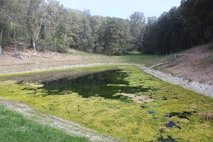 Before Pond Aeration